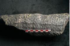 Foto (Detailansicht) von Lepidodendron sp.  (NHMW-GEO-2024-0188-11173)